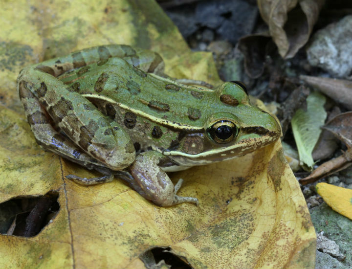 Leopard Frog